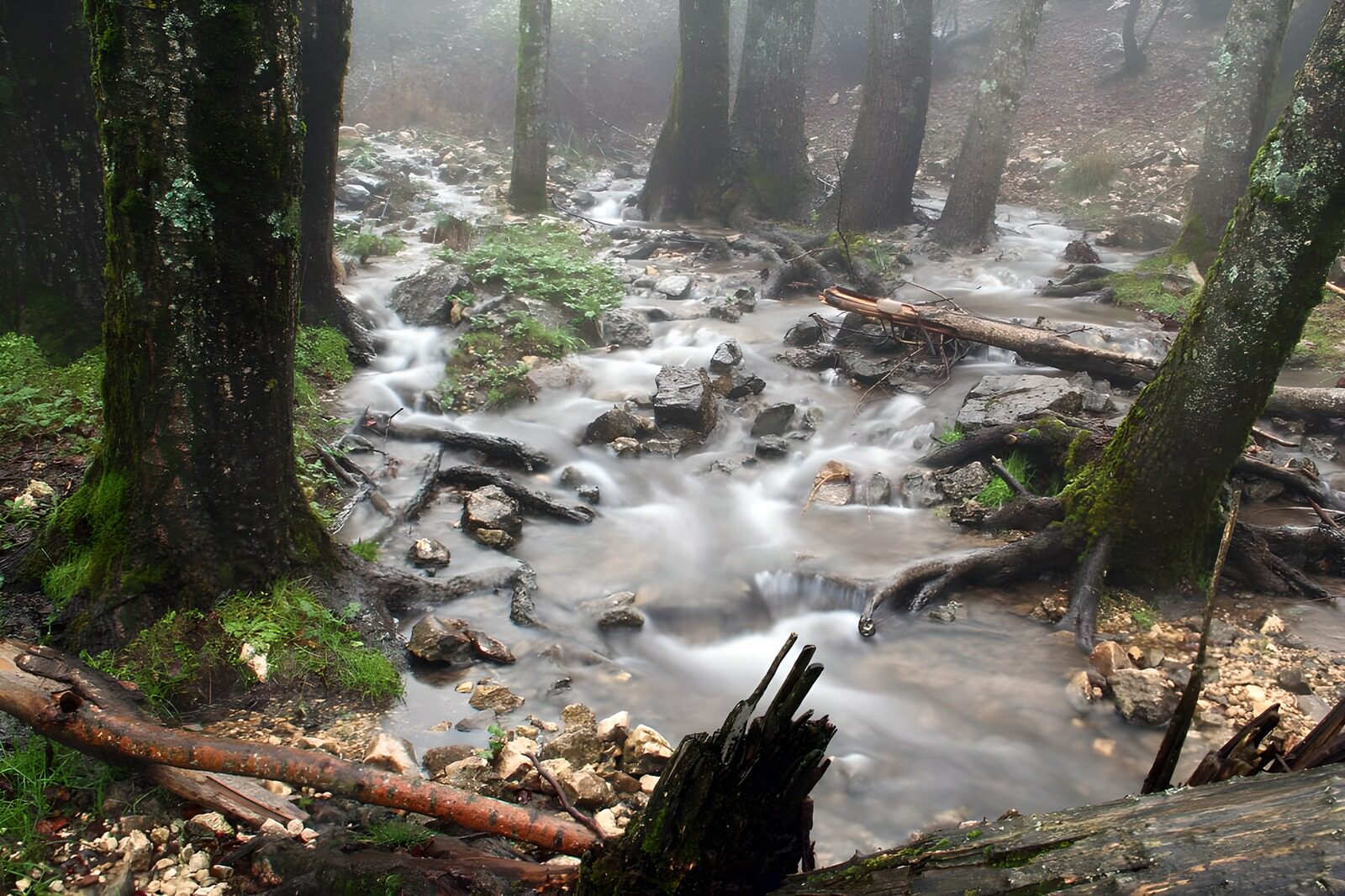 TPFR63985: Ruisseau brumeux au cœur de la forêt
