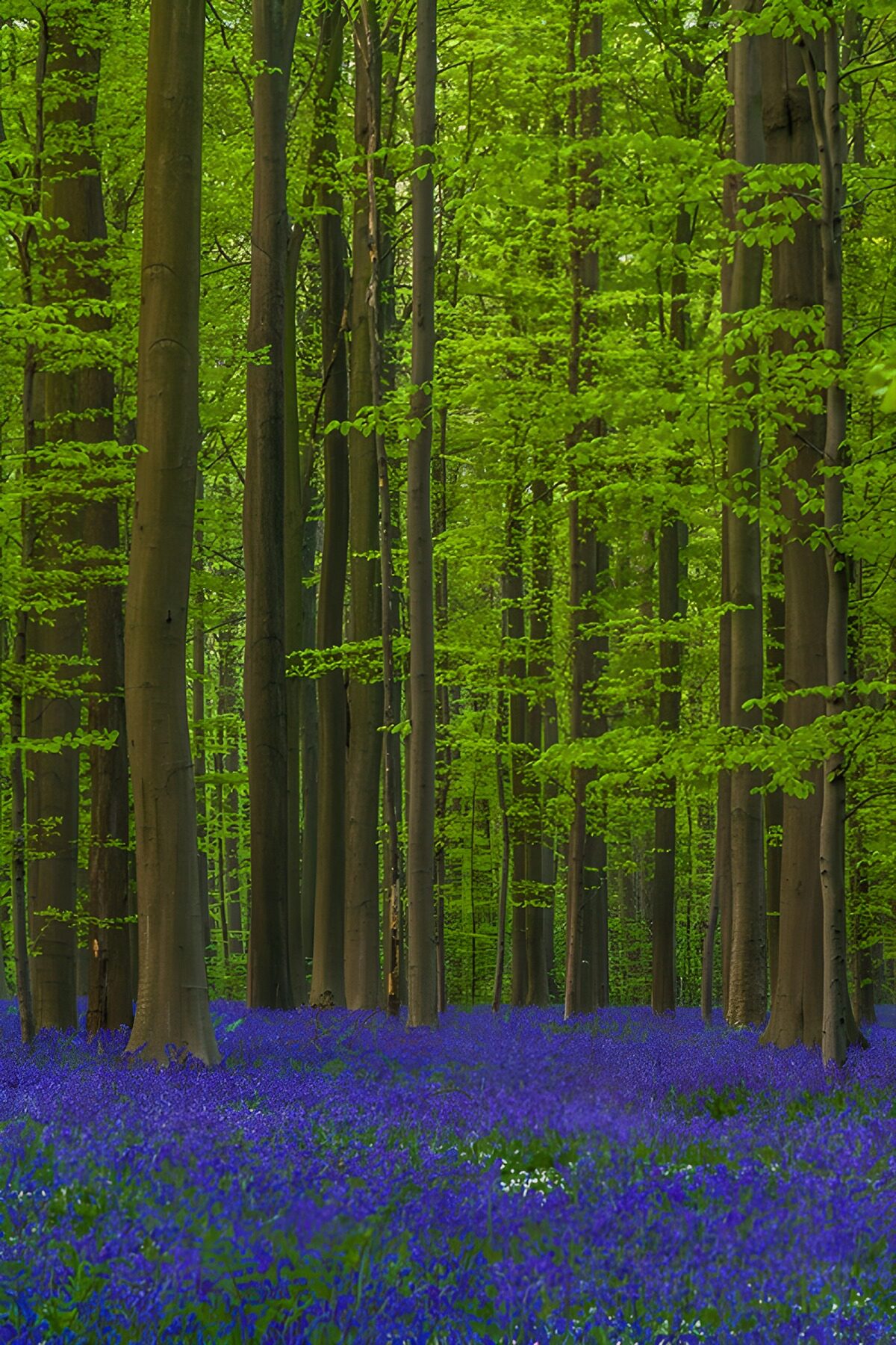 TPFR85061: Forêt enchantée au printemps