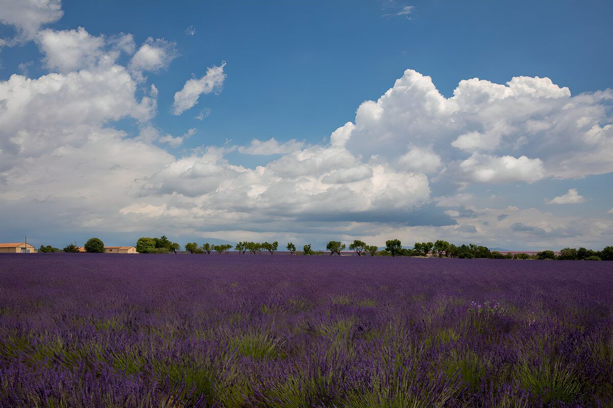 Champ de lavande sous un ciel nuageux