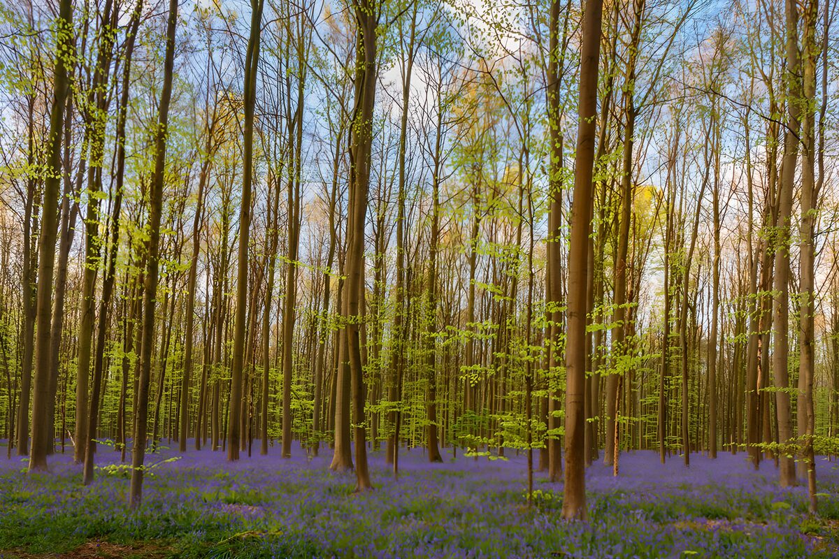 TPFR56381: Forêt de fleurs bleues au printemps