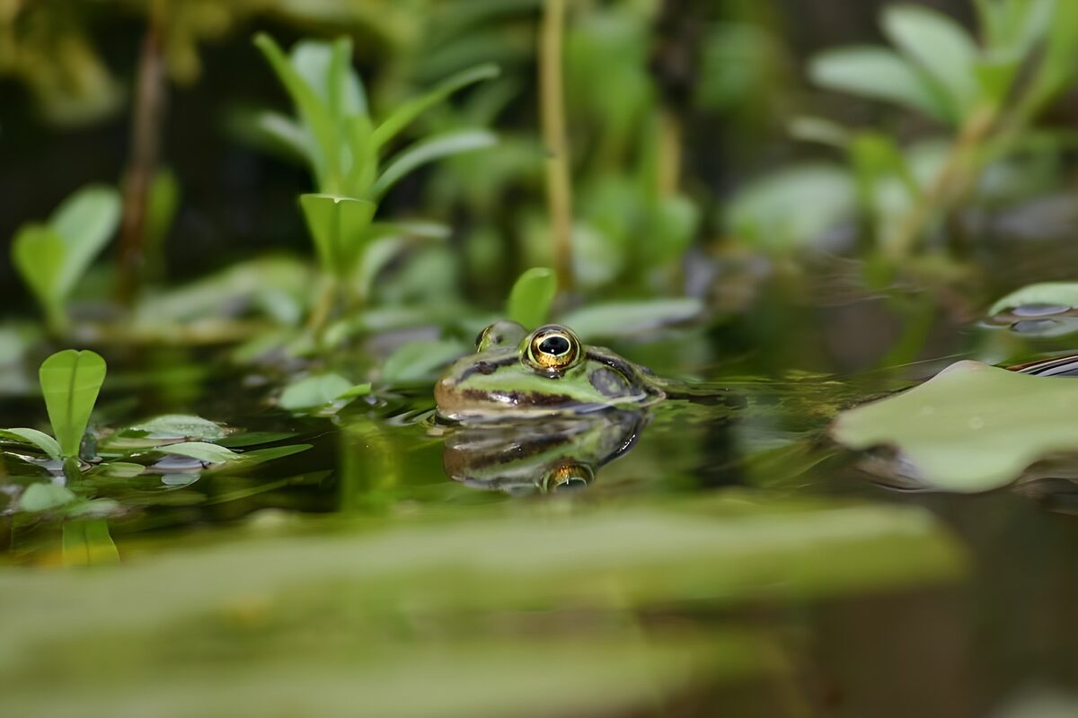 Grenouille 2