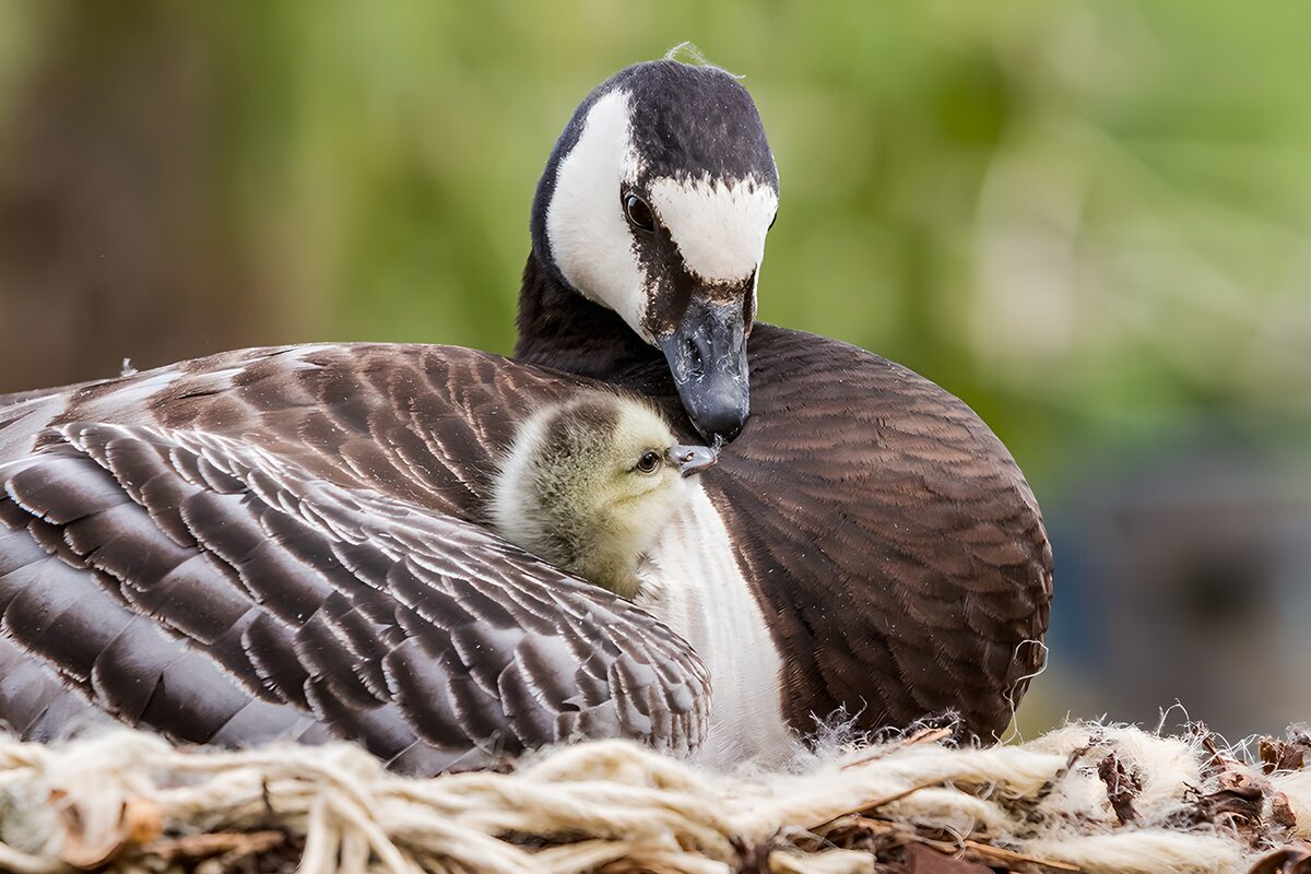 TPFR80488: Maman oie et son petit canard