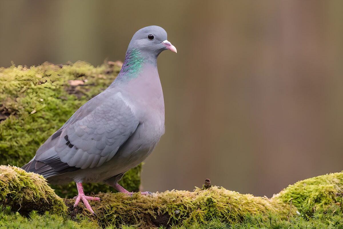 TPFR61961: Pigeon sur un tapis de mousse