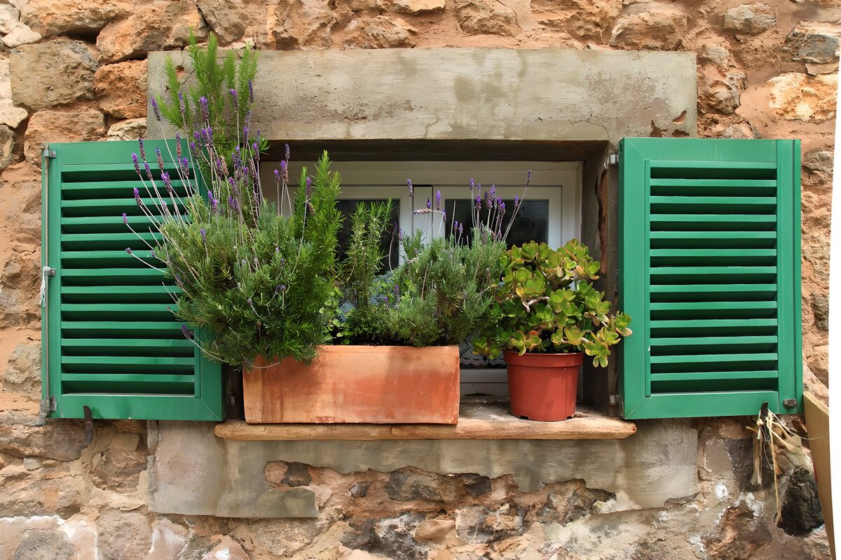TPFR99642: Fenêtre colorée avec des plantes