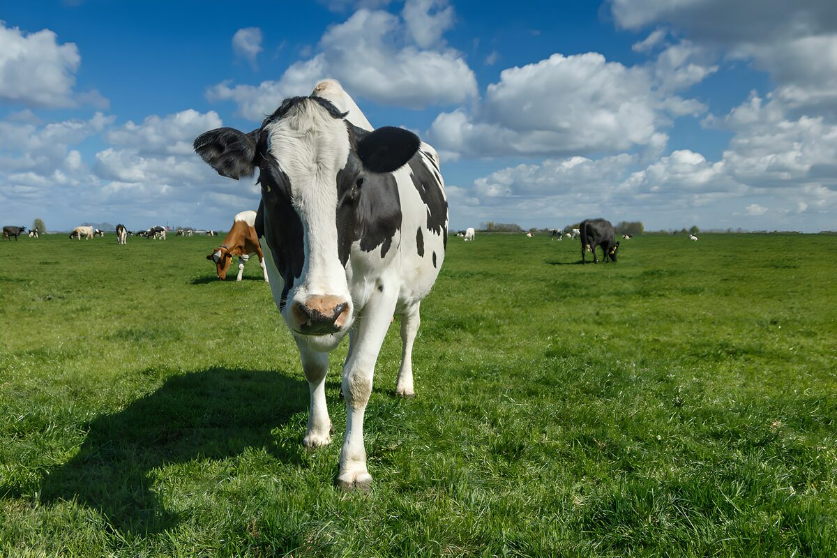 TPFR43540: Vache au pâturage sous un ciel bleu