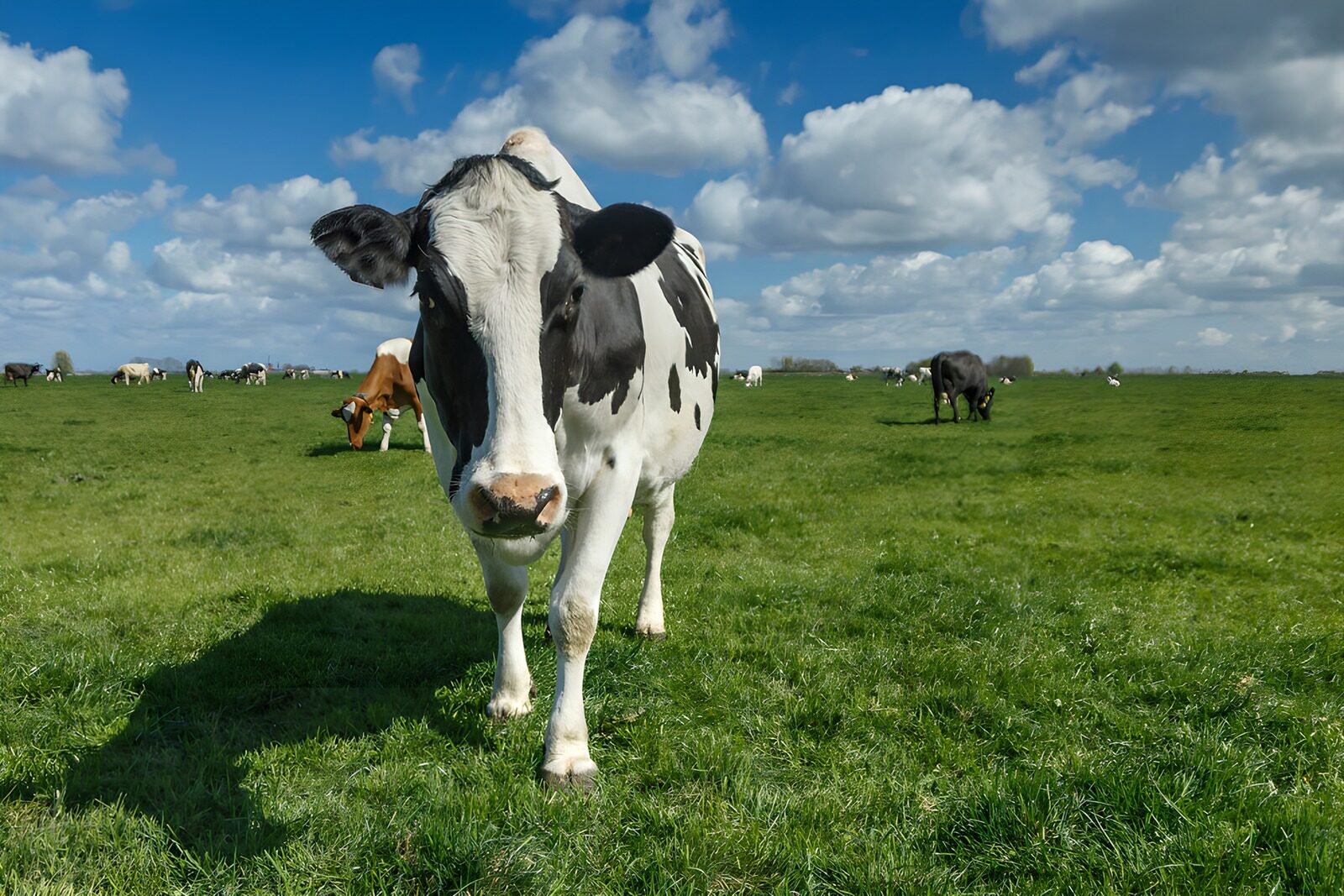 TPFR43540: Vache au pâturage sous un ciel bleu