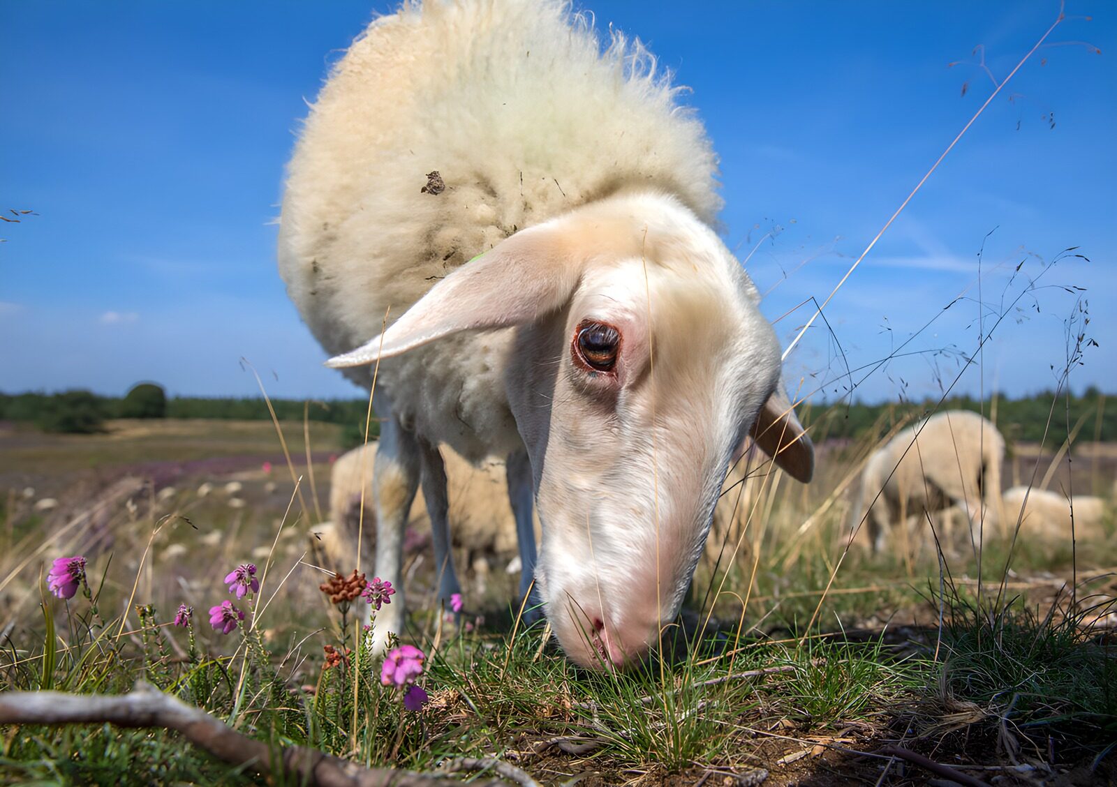 TPFR64720: Mouton paisible dans les champs fleuris