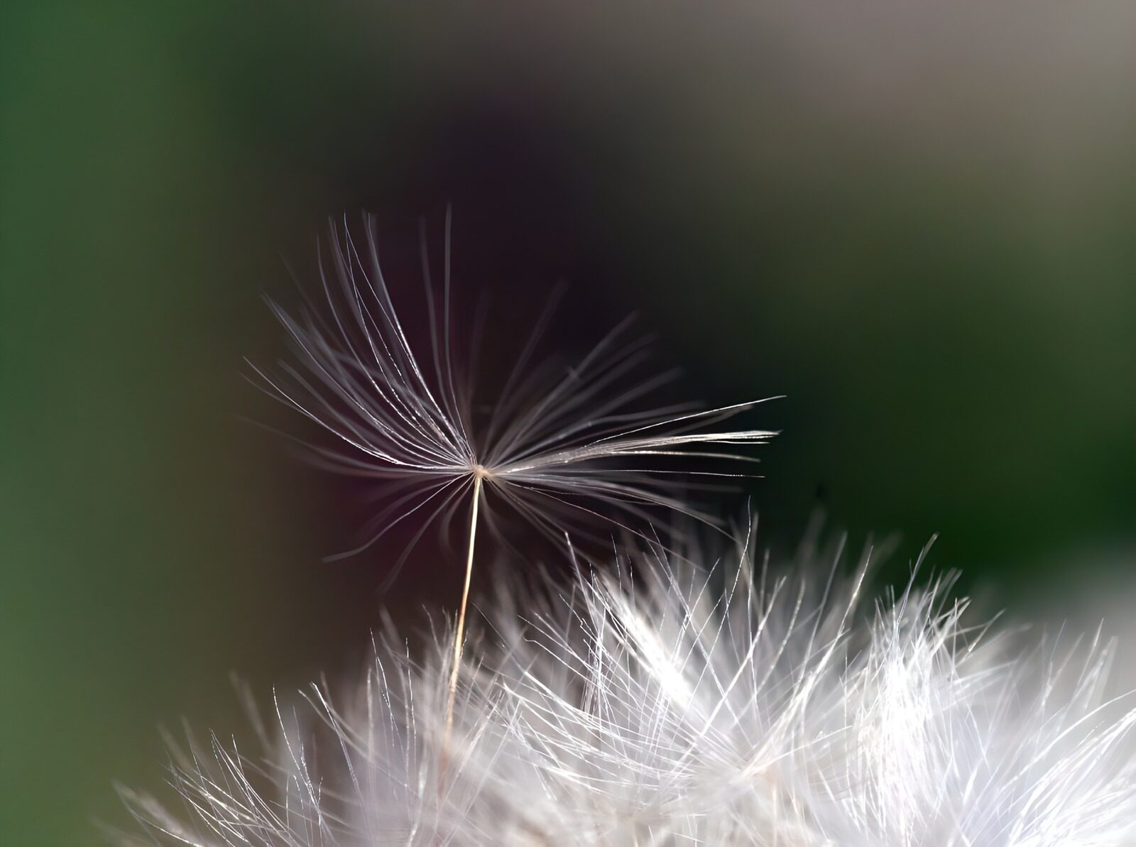 TPFR75597: Photo de fleurs 42