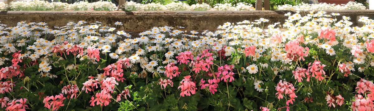 TPFR79408: Fleurs éclatantes dans le jardin