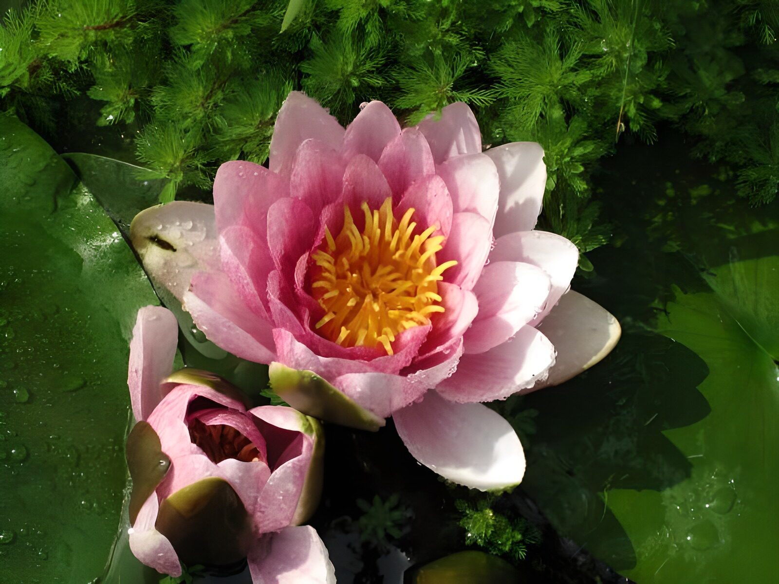 TPFR55947: Nénuphar rose