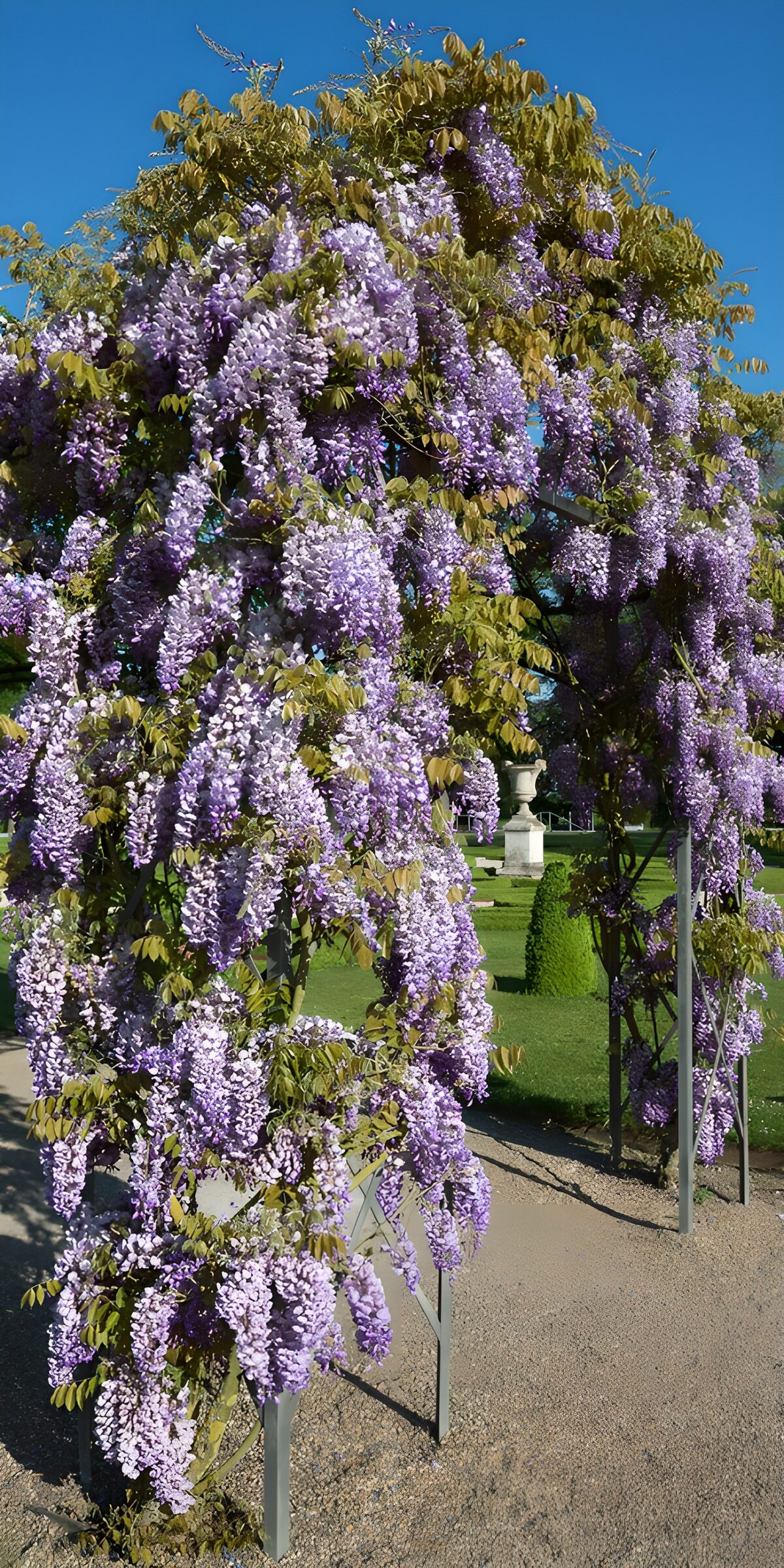 TPFR30948: Treille de glycine en fleurs