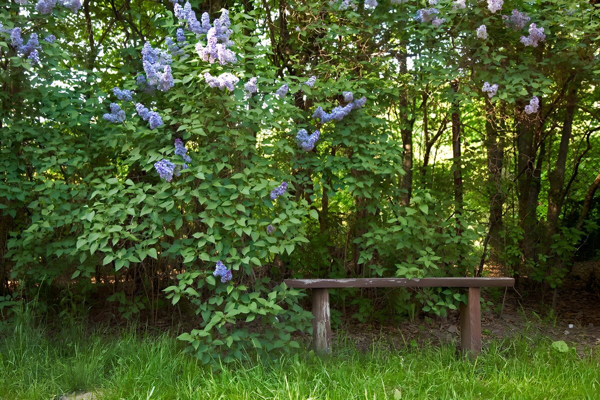 TPFR86201: Banc paisible sous les lilas en fleurs