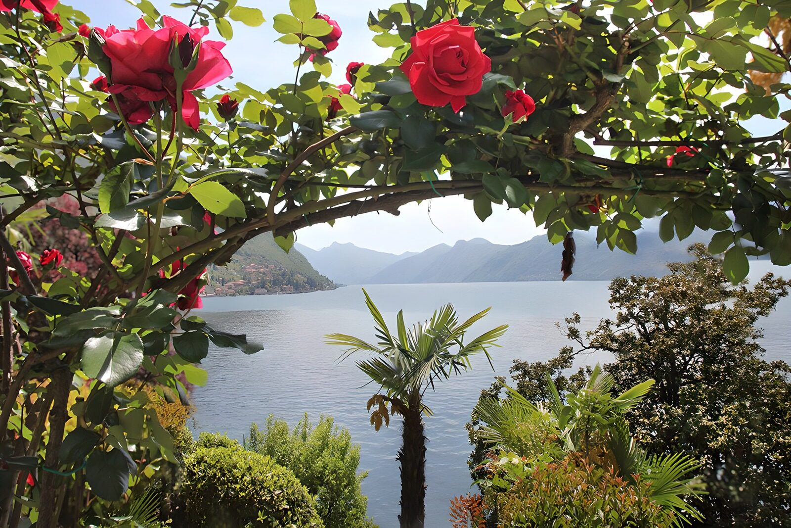TPFR61494: Vue florale sur le lac tranquille