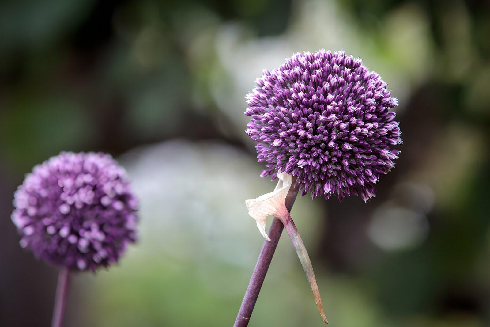 TPFR51288: Fleurs violettes en boule