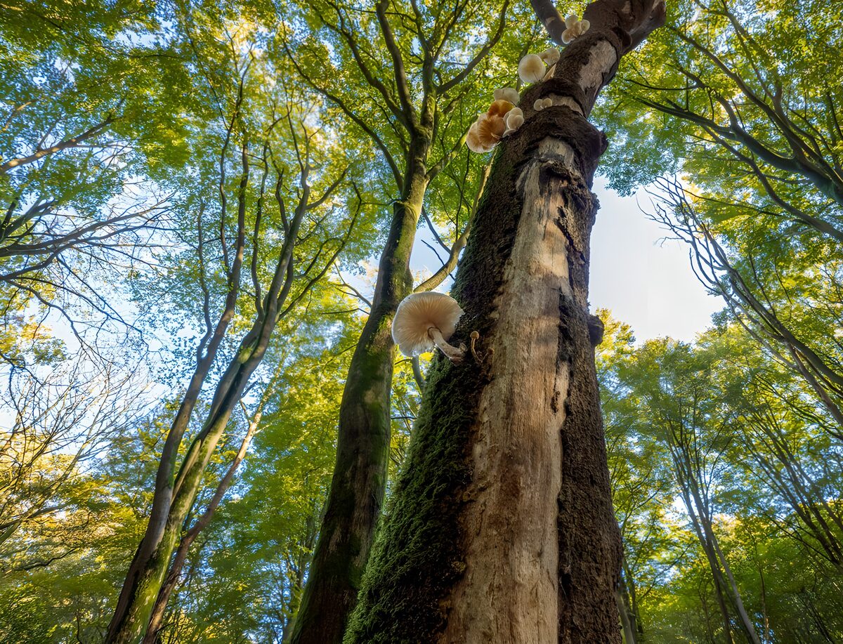 Champignons sur un arbre majestueux