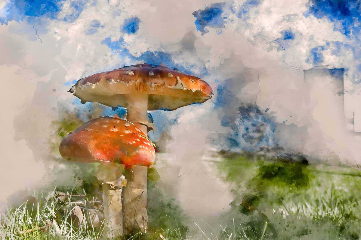 Champignons colorés sous le ciel