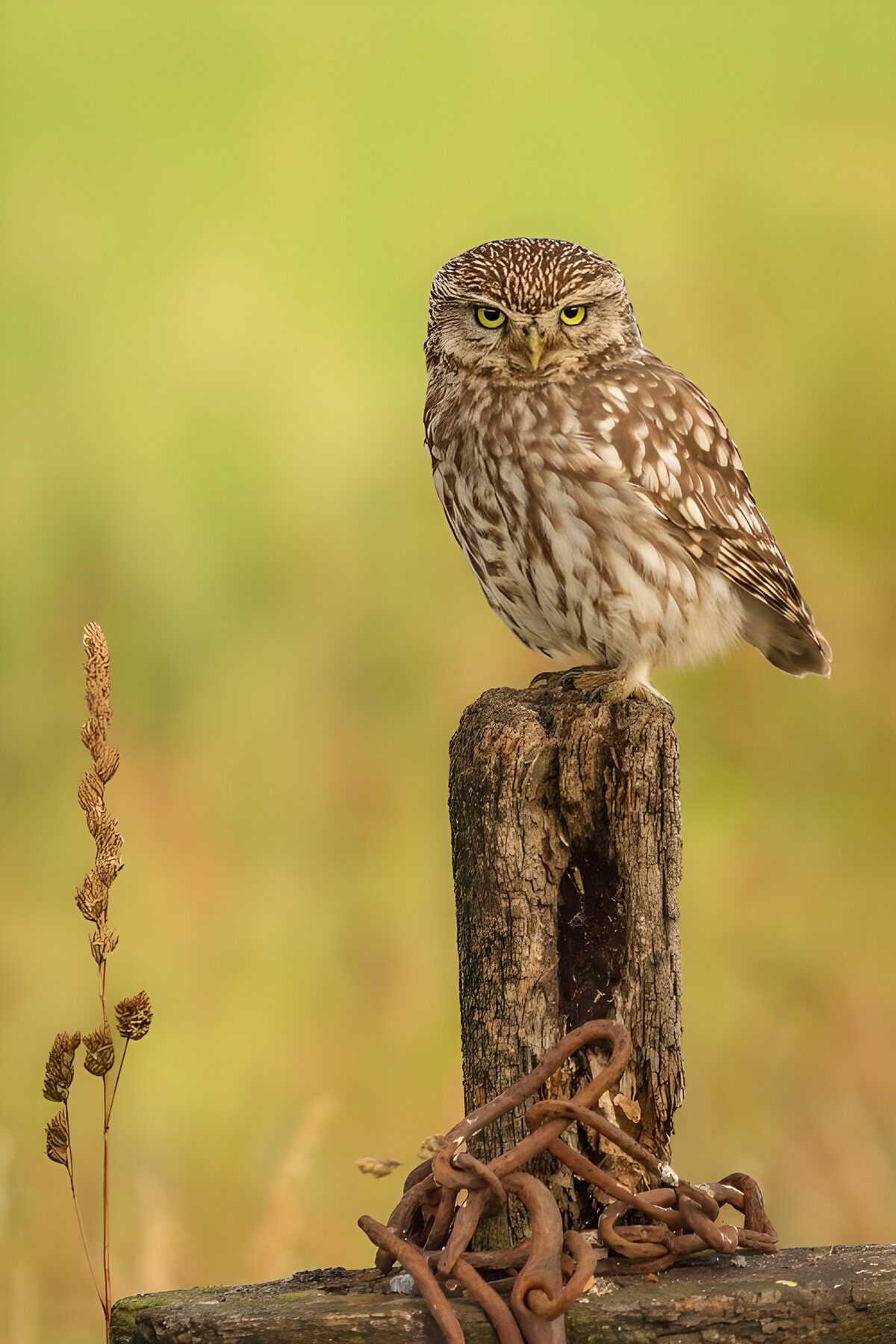 TPFR61971: Hibou sur une souche de bois