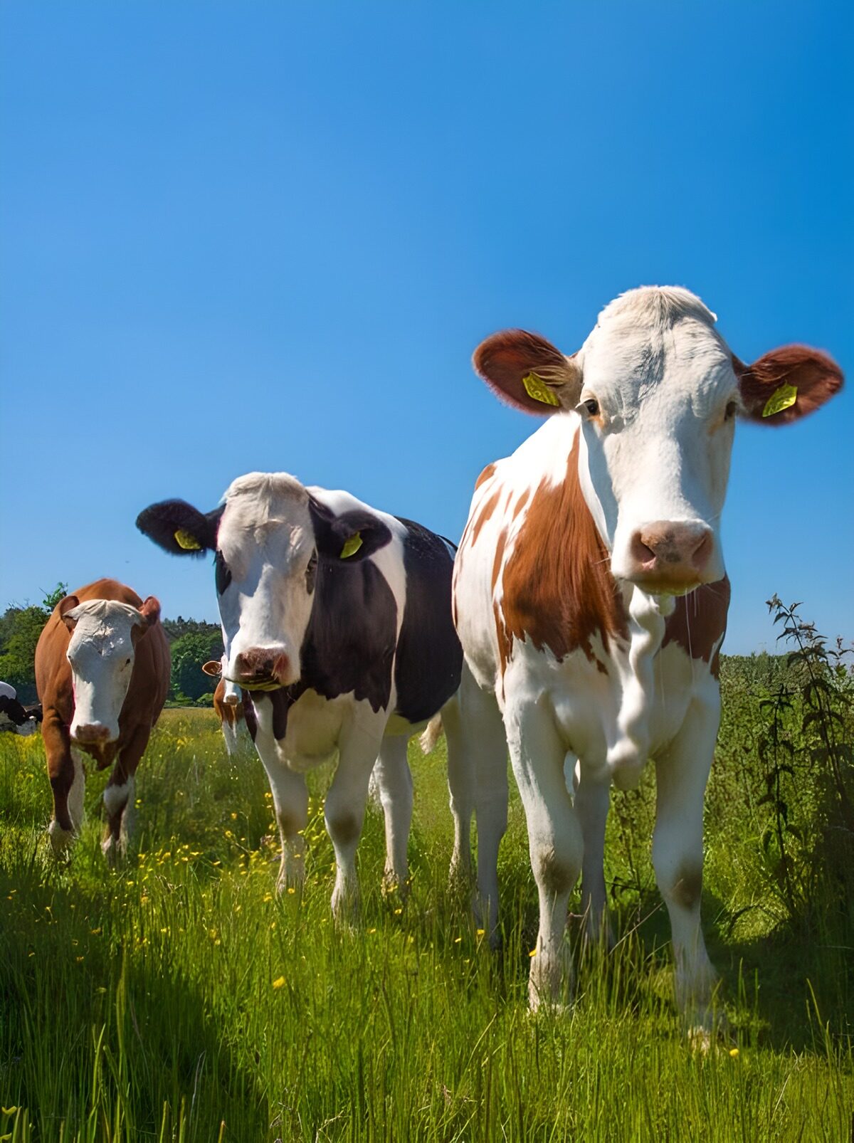 TPFR75136: Vaches paisibles dans un champ verdoyant