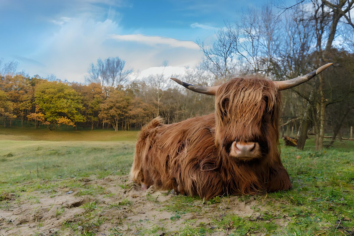 TPFR41877: Vache Highland dans la nature