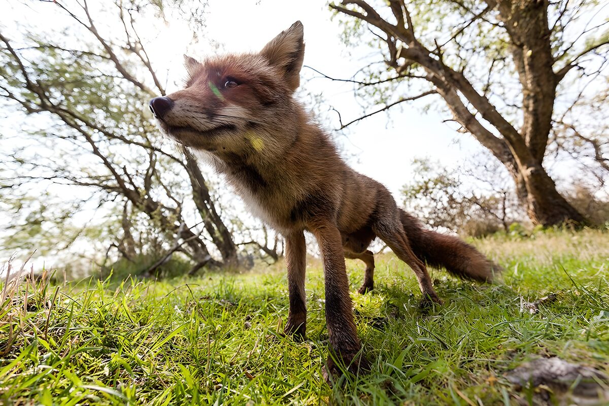 Renard curieux dans la nature