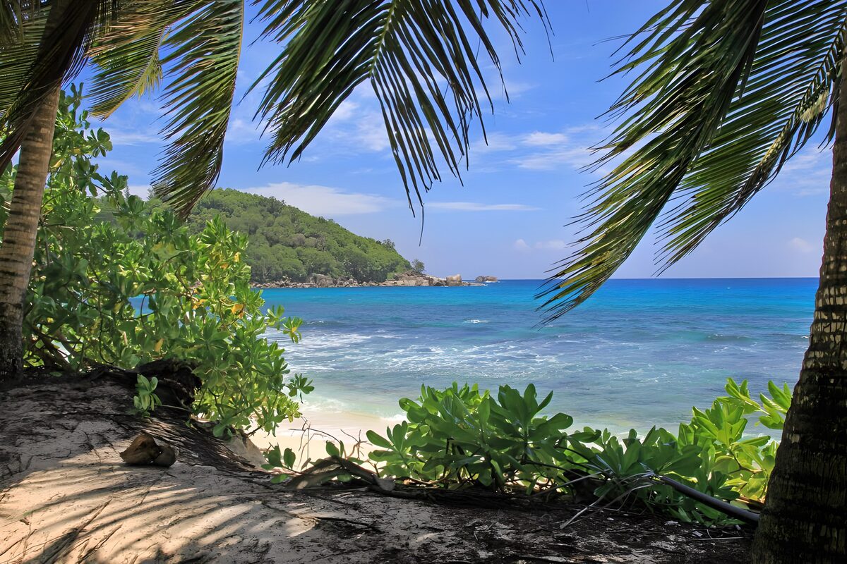 TPFR94735: Plage paradisiaque sous les palmiers