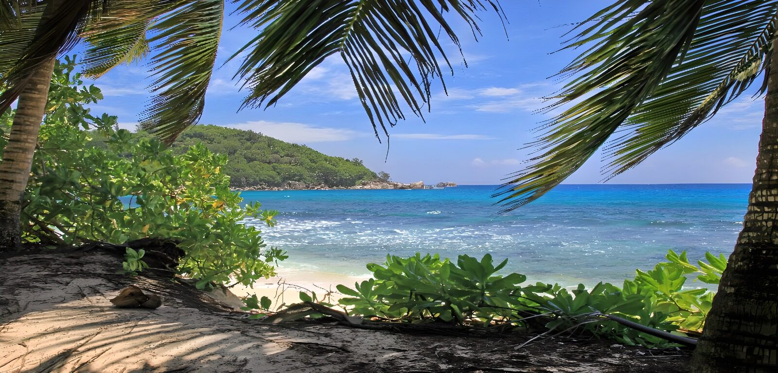TPFR89486: : Plage paisible sous les palmiers