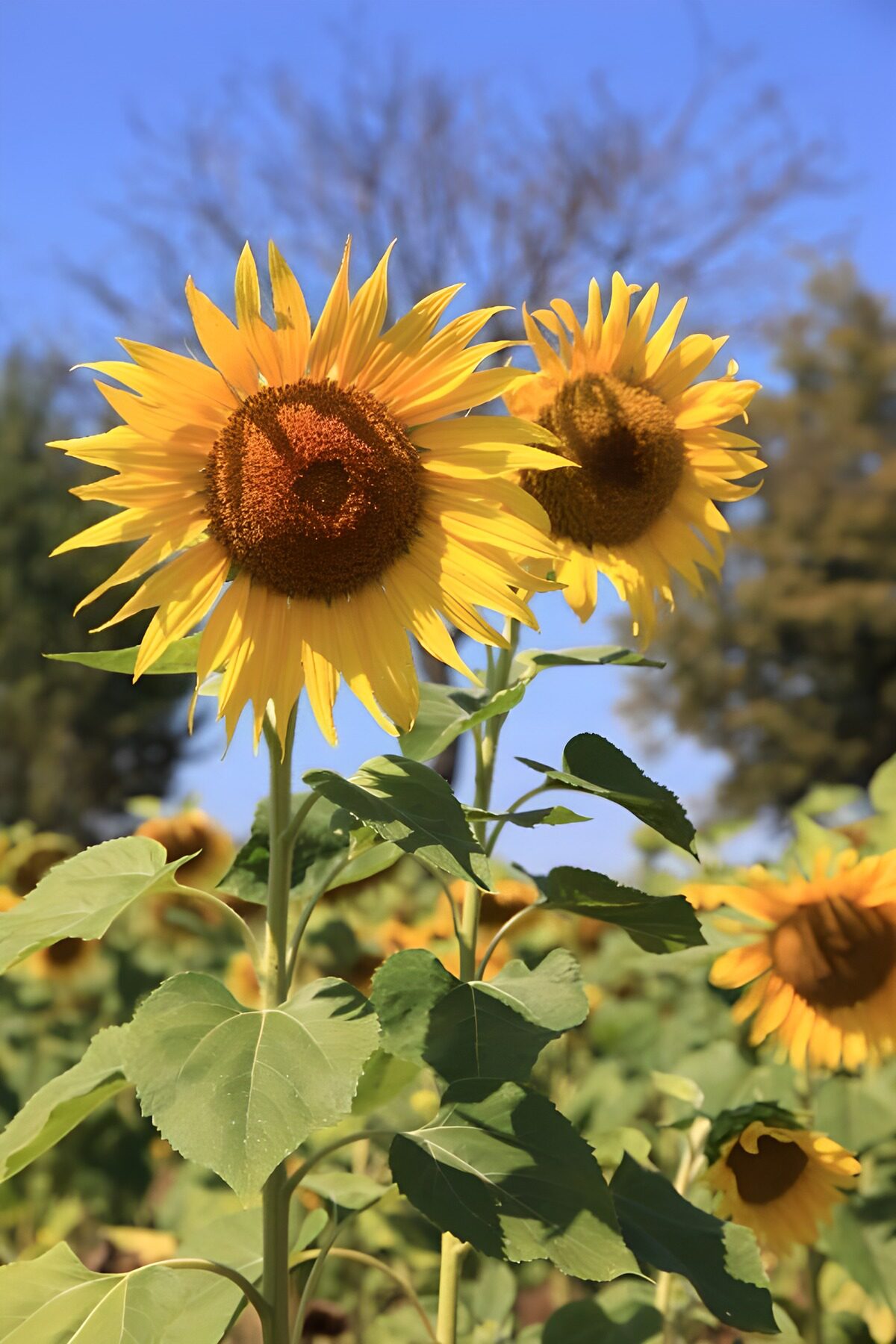 Champs de tournesols en plein été