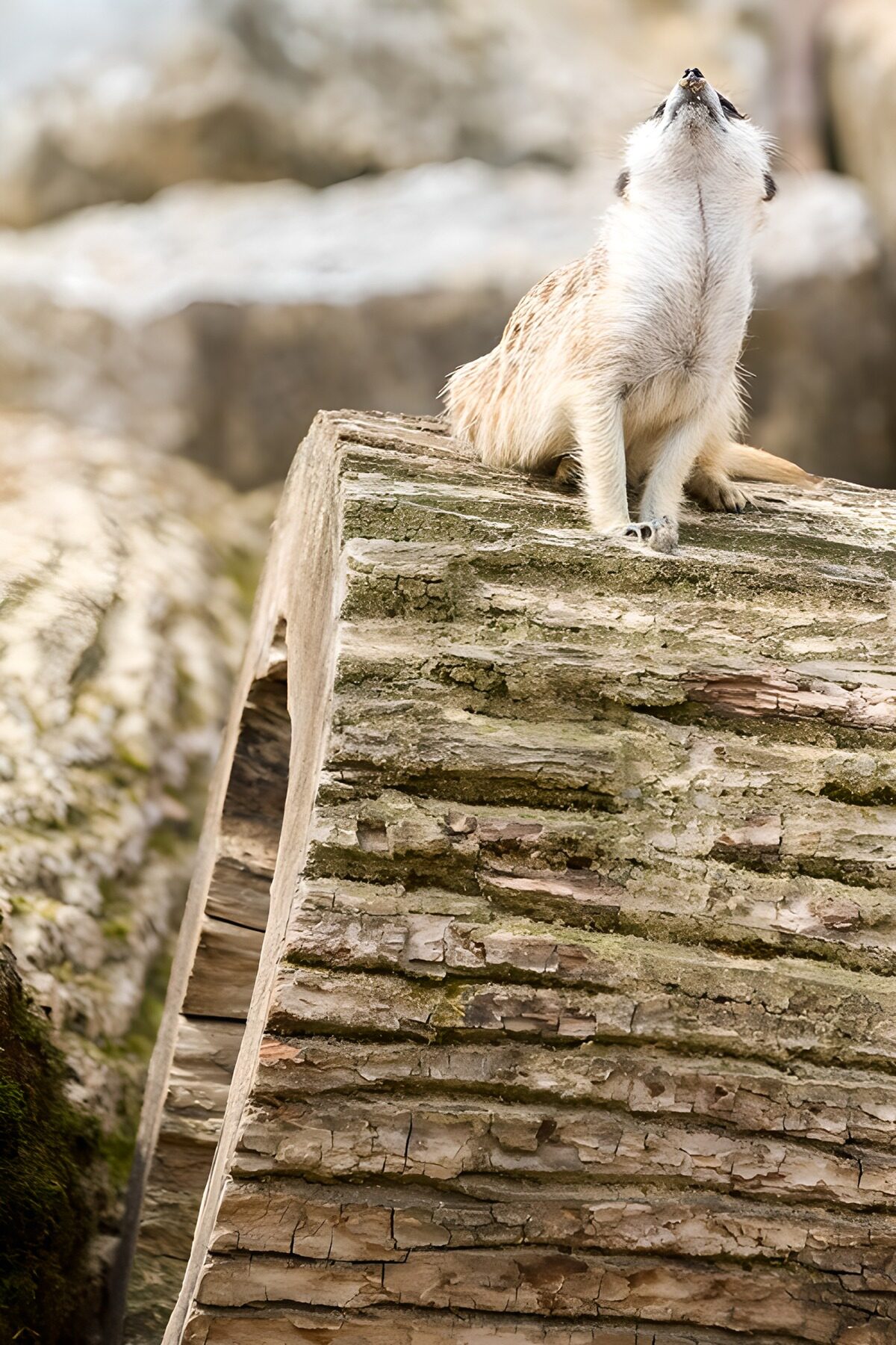 TPFR78274: Suricate en contemplation