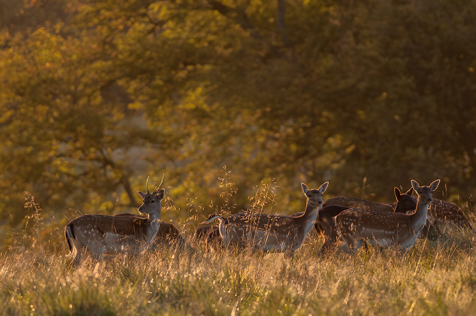 TPFR31510: Cerfs dans la lumière du crépuscule