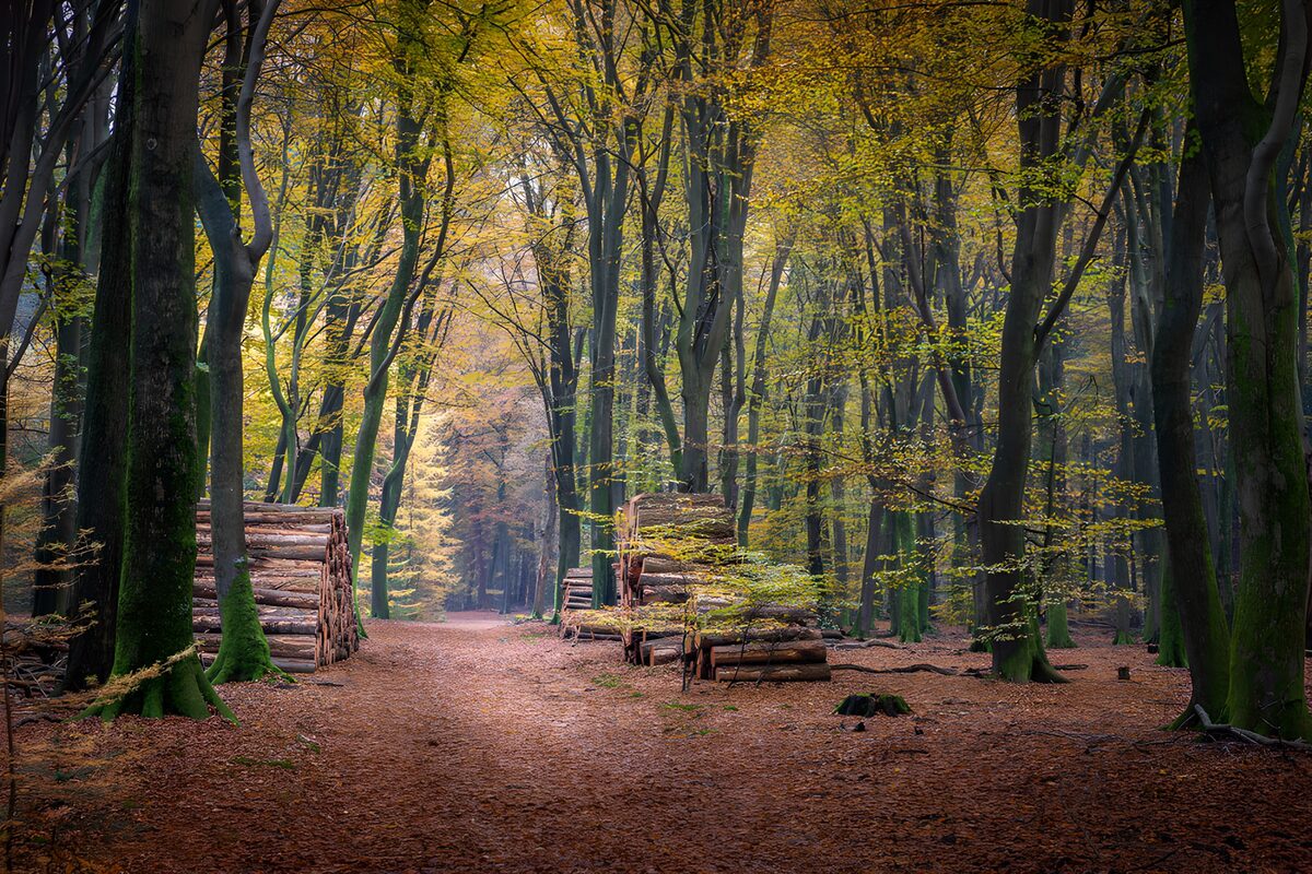Forêt automnale avec empilement de bois