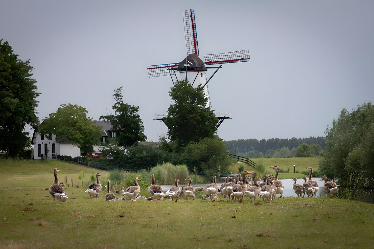 TPFR62983: Oies devant le moulin à vent en été