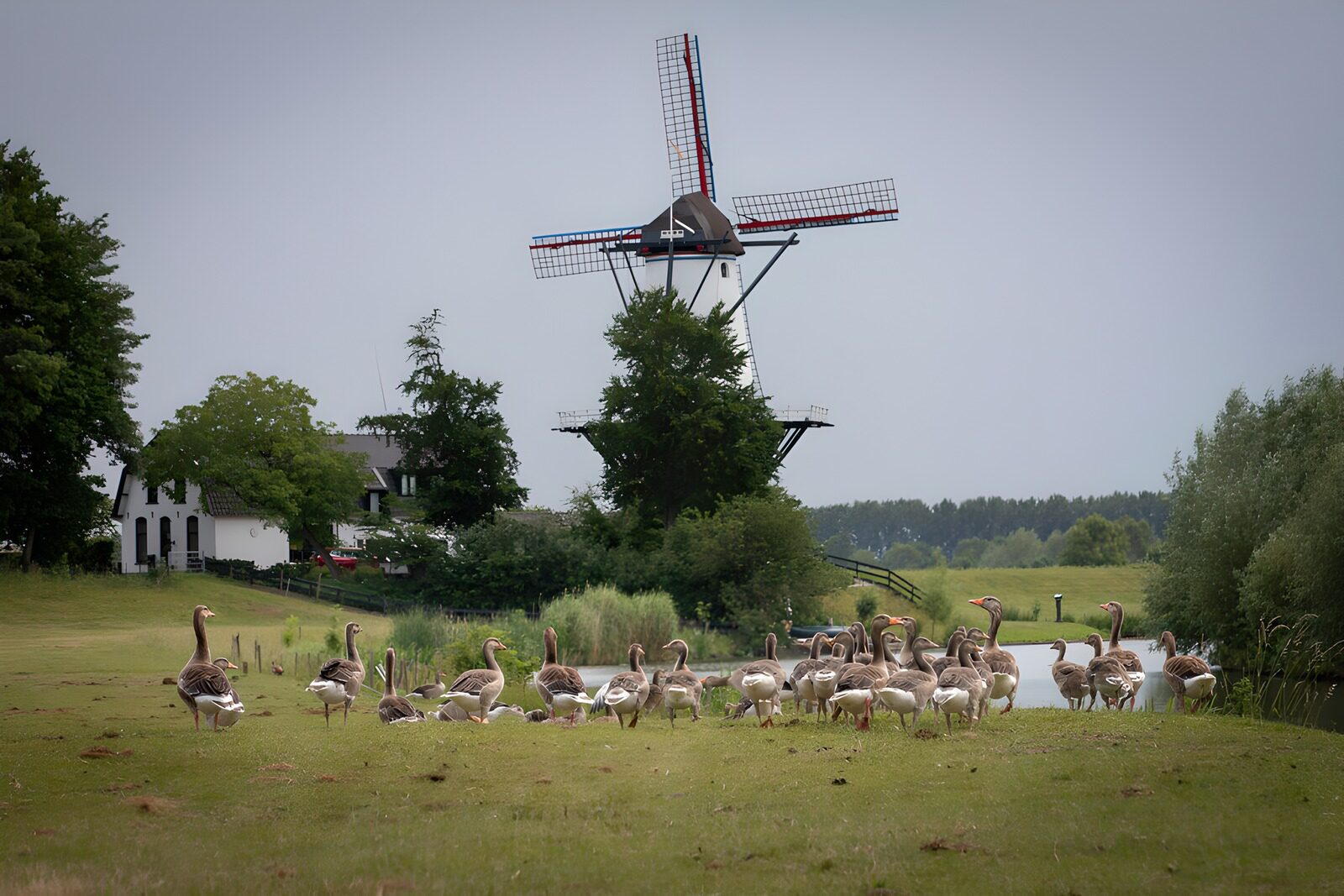 TPFR62983: Oies devant le moulin à vent en été
