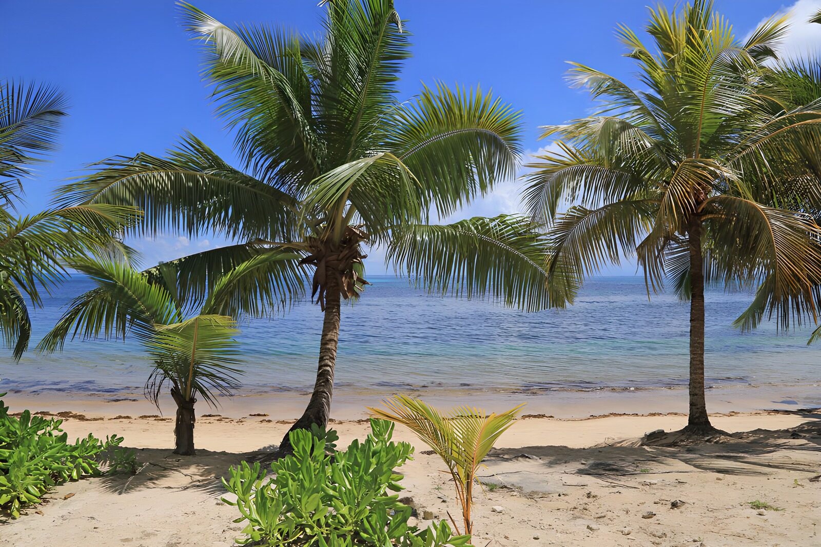 TPFR88610: Plage tropicale avec palmiers ensoleillés