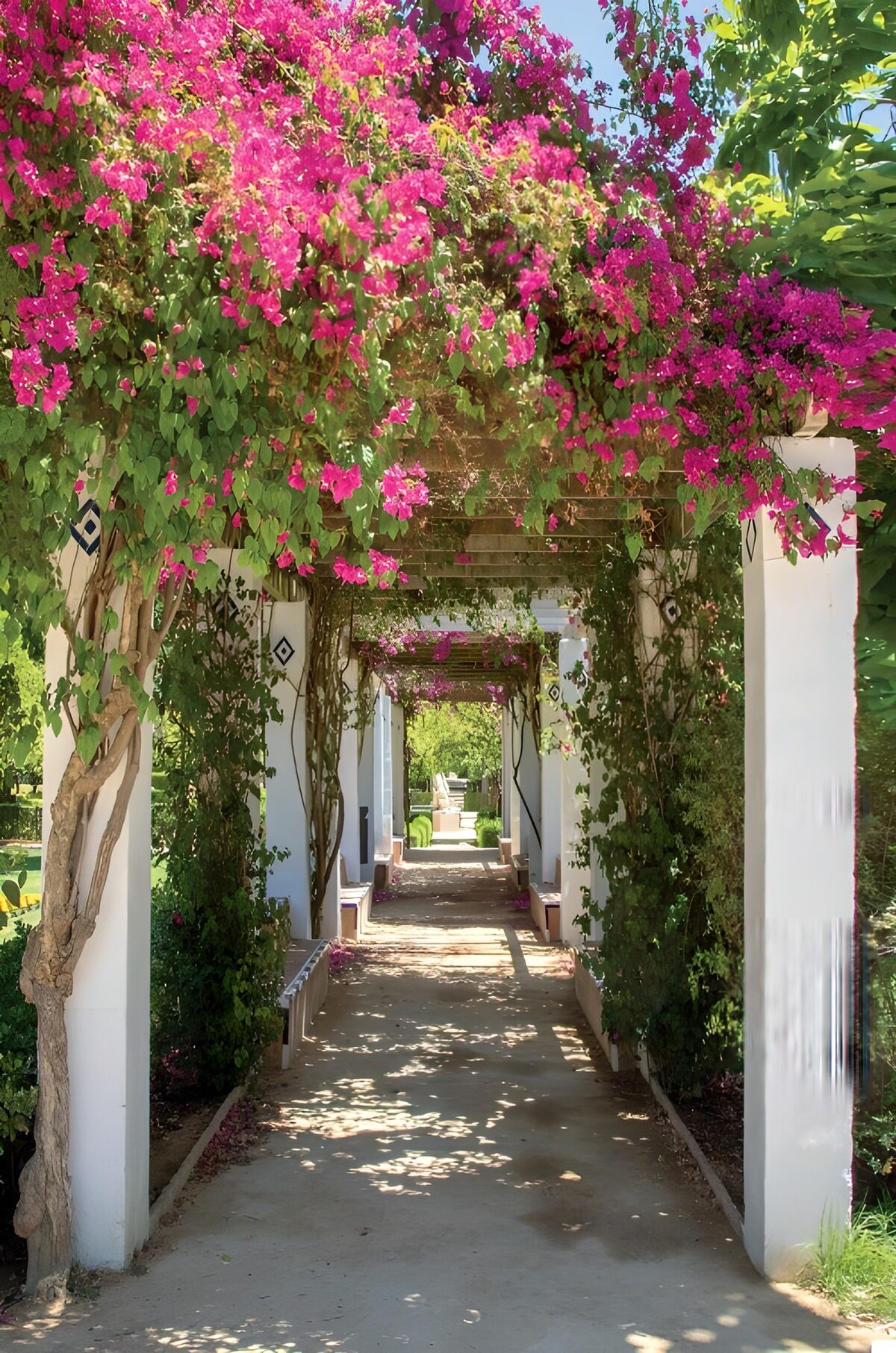 Sentier fleuri sous les bougainvilliers