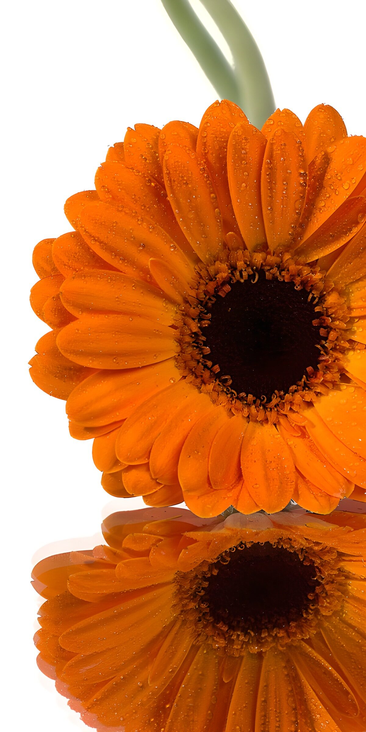 TPFR86518: Tournesol éclatant avec reflet