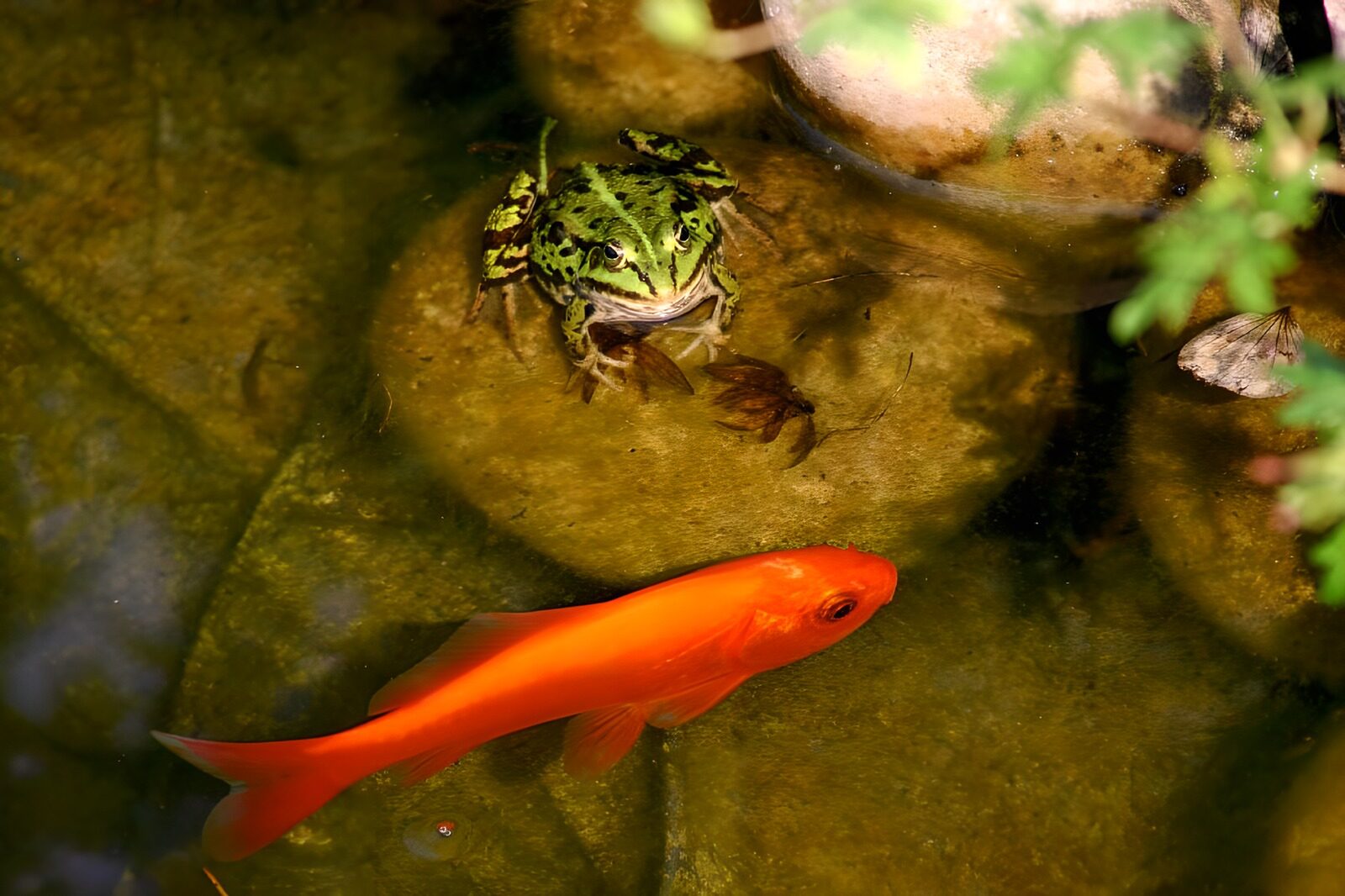 TPFR70701: Grenouille 6