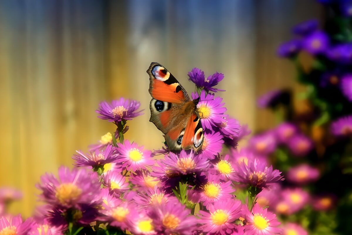 TPFR10194: Papillons 11