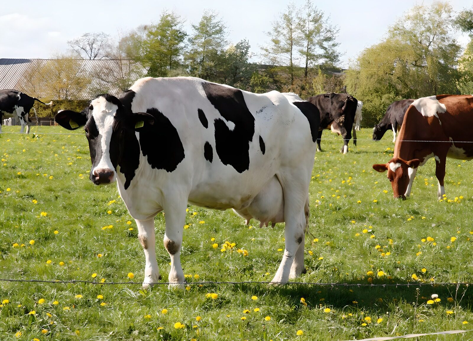 TPFR94089: Vaches dans une prairie 4