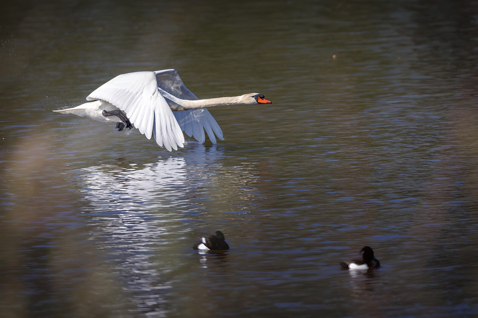 TPFR22936: Un cygne en plein vol au-dessus de l'eau