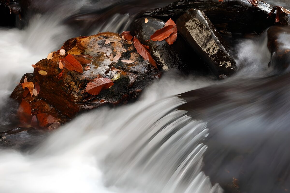 TPFR44469: Accalmie au bord de la rivière