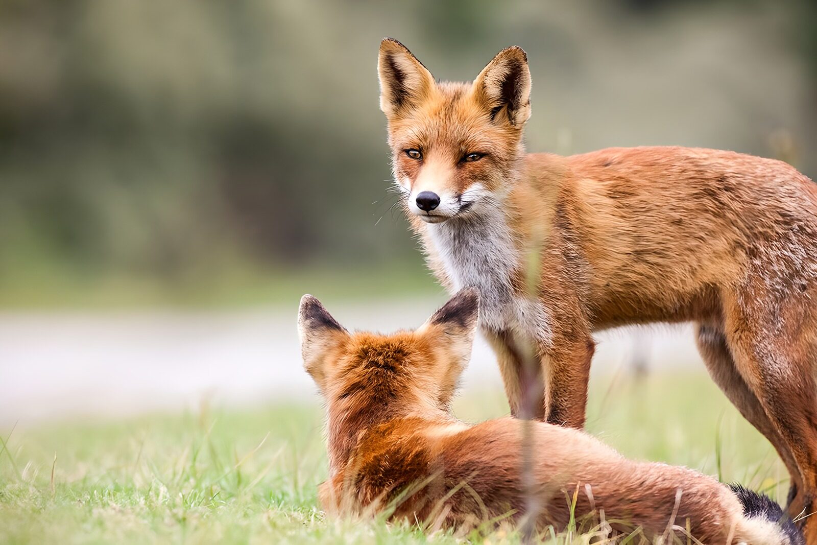 TPFR62759: Renards dans la nature
