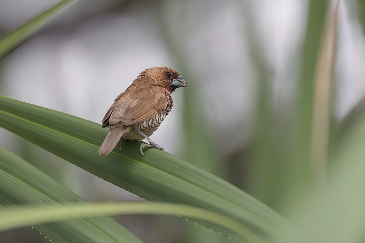 TPFR20376: Un oiseau perché sur une feuille verte