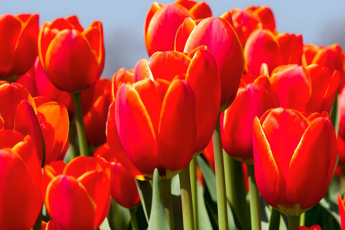 TPFR60658: Tulipes rouges en pleine floraison