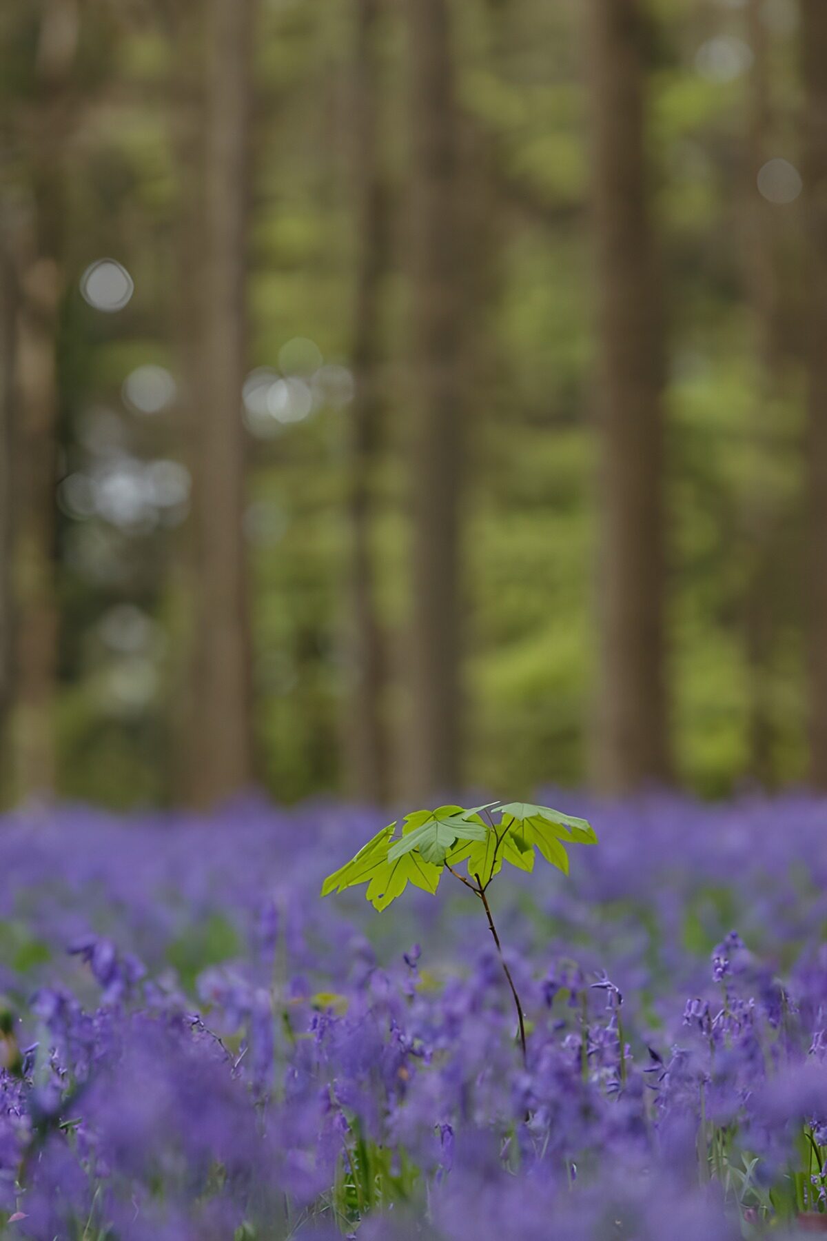 TPFR47697: Un jeune feuillage au milieu des fleurs