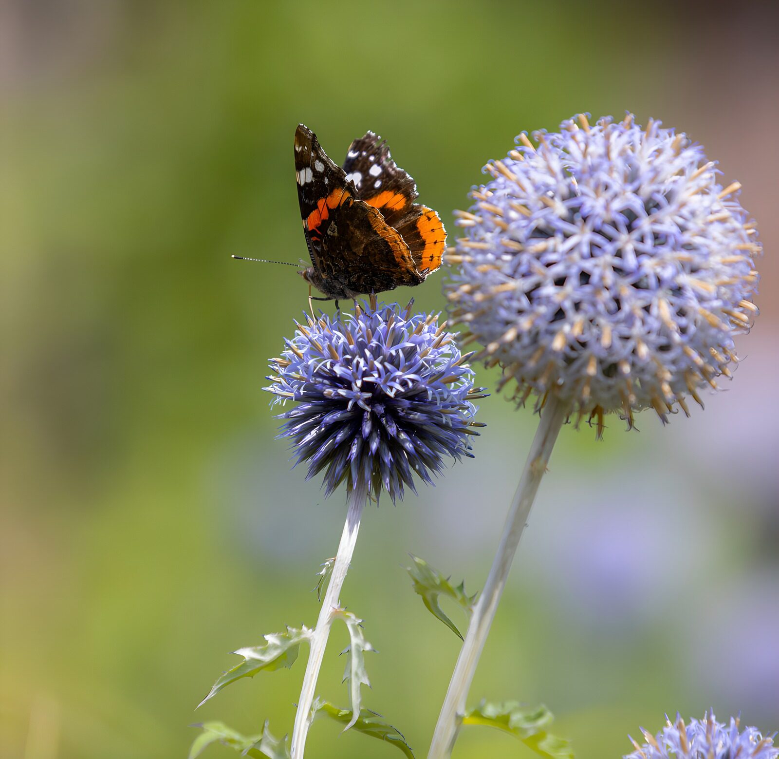 TPFR62556: Papillon sur une fleur bleue
