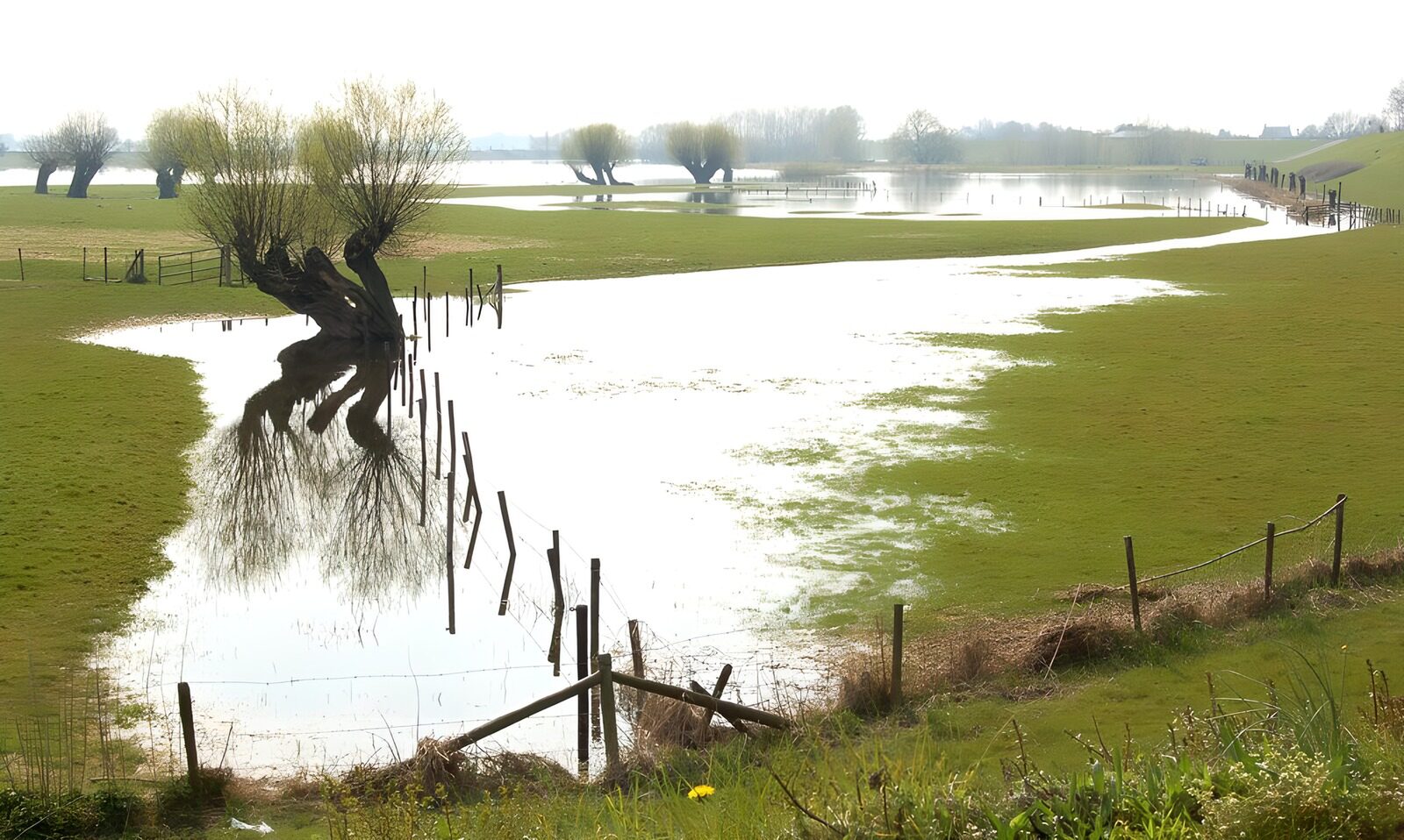 TPFR33337: Prairie inondée avec arbres version 2