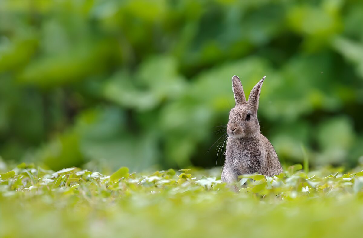 TPFR97165: Lapin curieux dans la nature