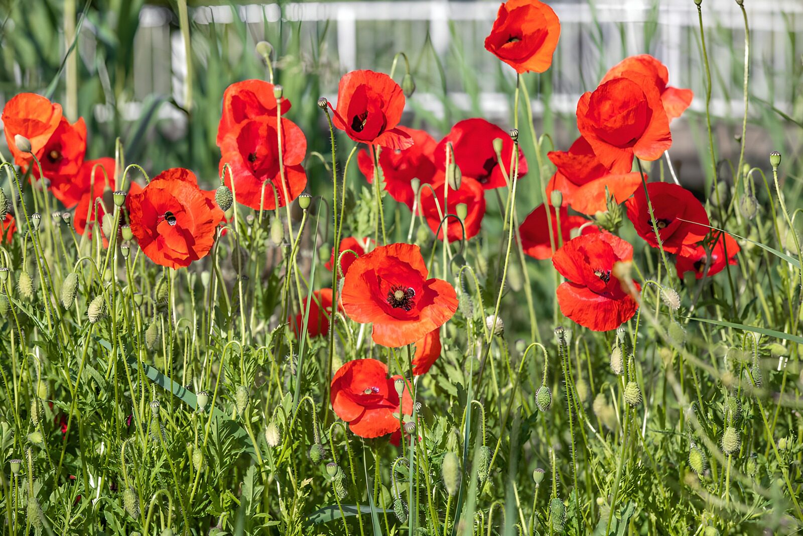 TPFR73283: Jardins de coquelicots en fleurs