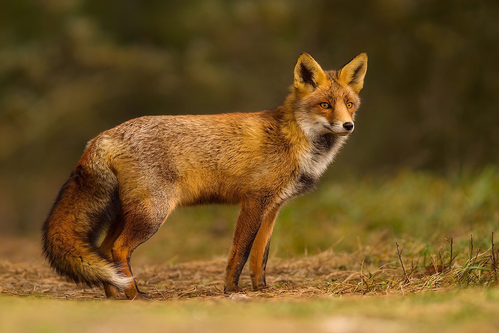 TPFR89913: Renard à la recherche de proies
