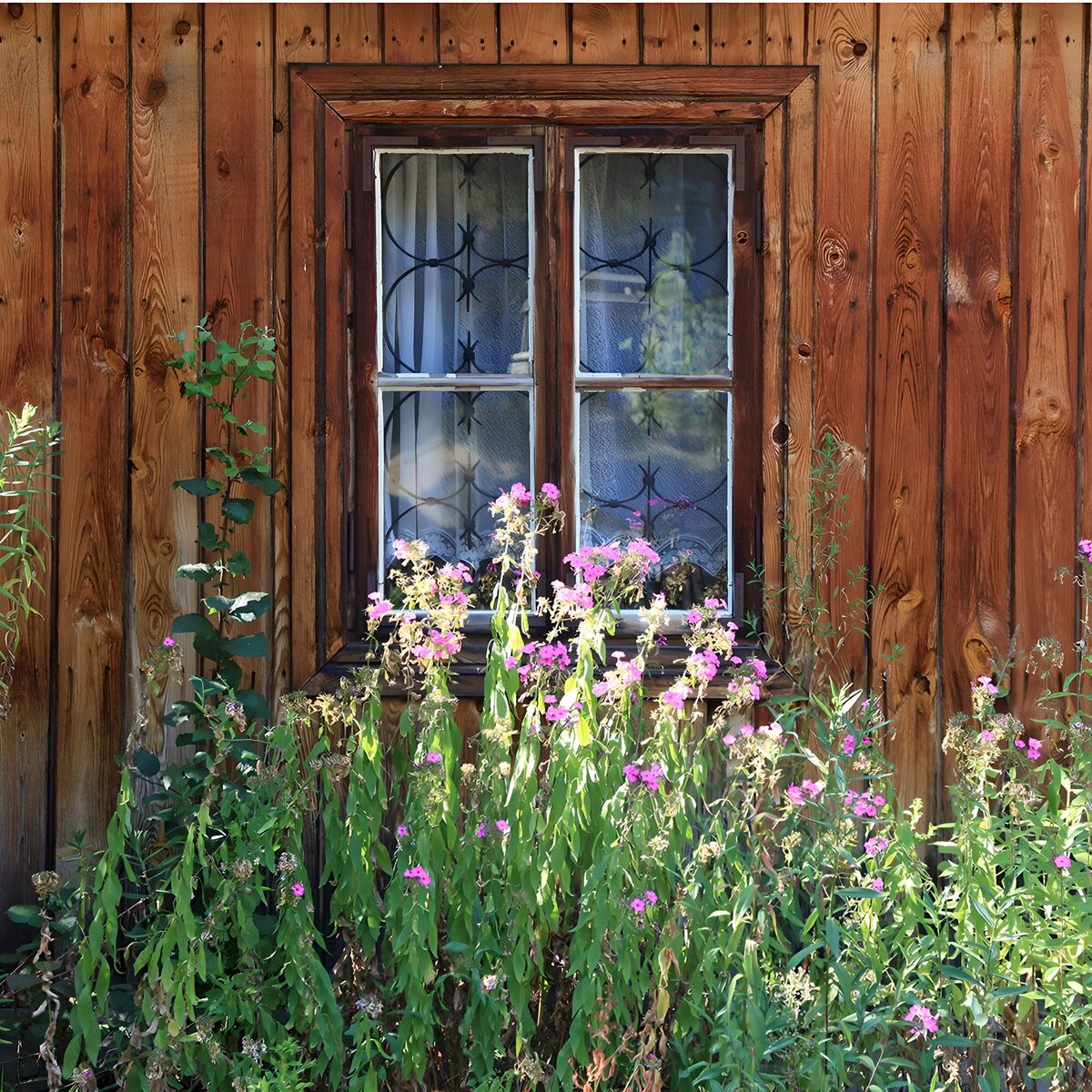 TPFR17656: Fenêtre rustique entourée de fleurs